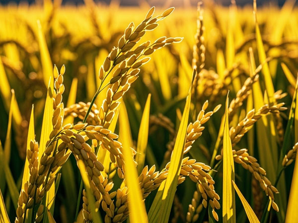 稻苞虫发生及防治技术