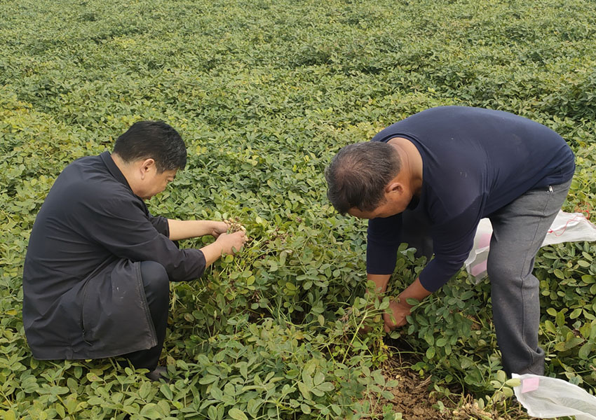 2024年10月8日西平县花生两提两调试验田测产取土